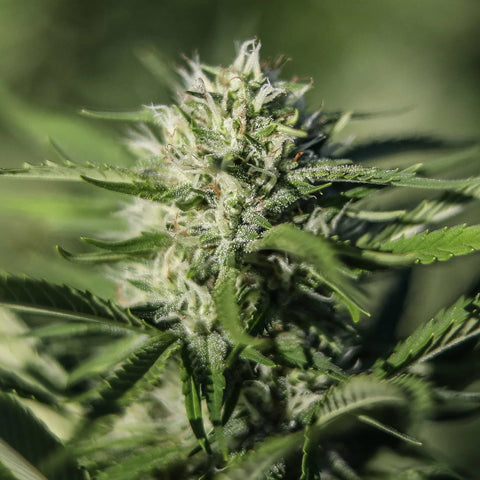 Auto CBG