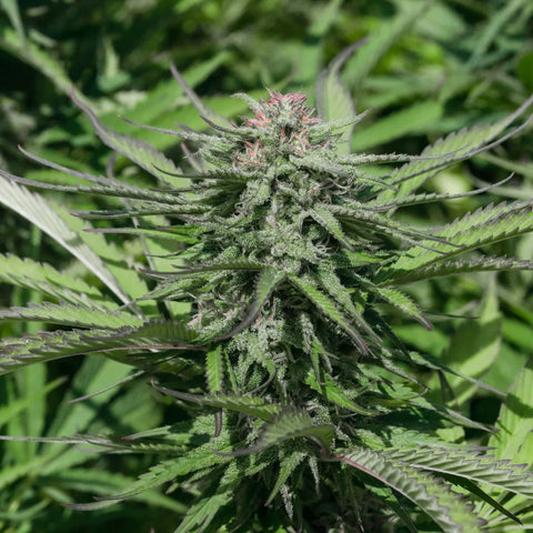 Limey Lifter Seedless