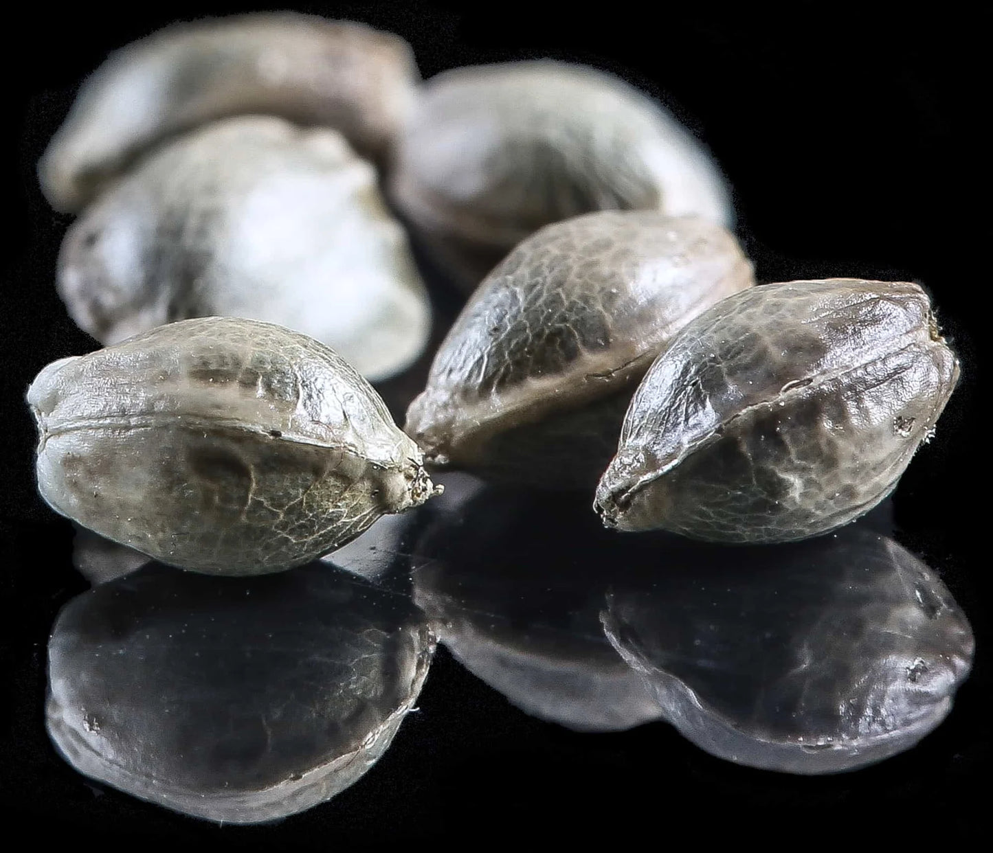 SKUNKBERRY CBGV SEEDLESS