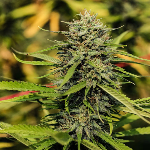 Sour Hawaiian Haze