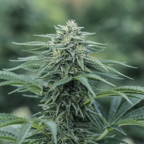 Sourest CBG Seedless
