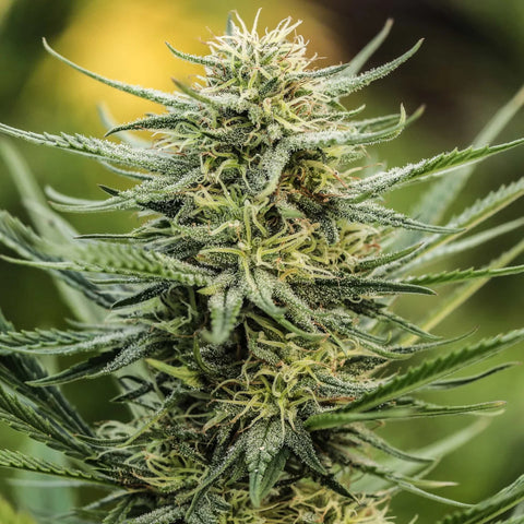 Suver Haze Seedless