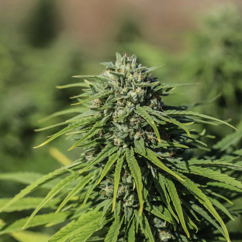 Triangle Kush CBGV Seedless