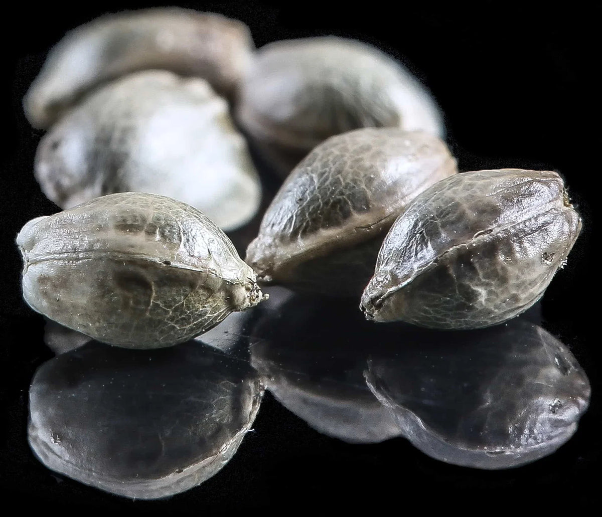 CBGV SEEDS