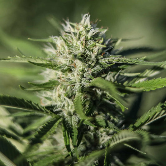 Auto CBG