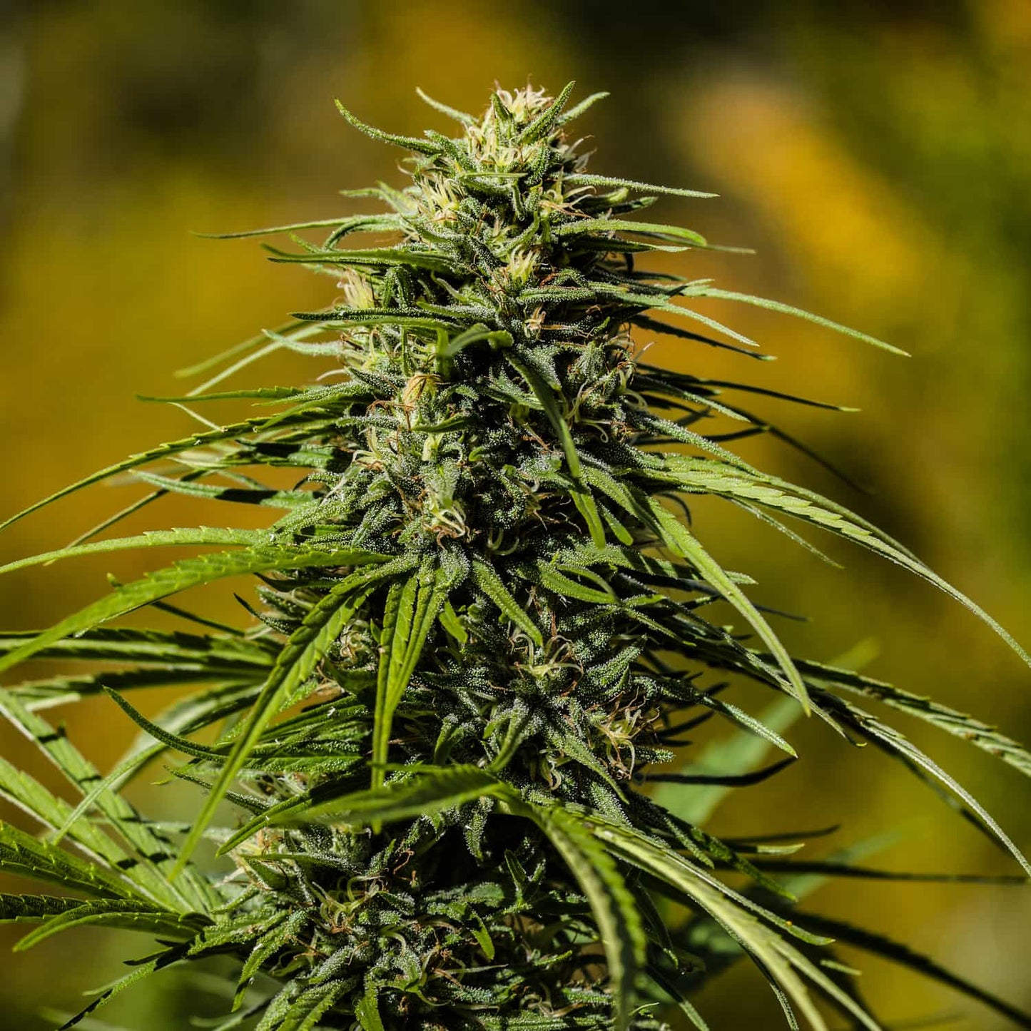 AUTO SKUNK THCV