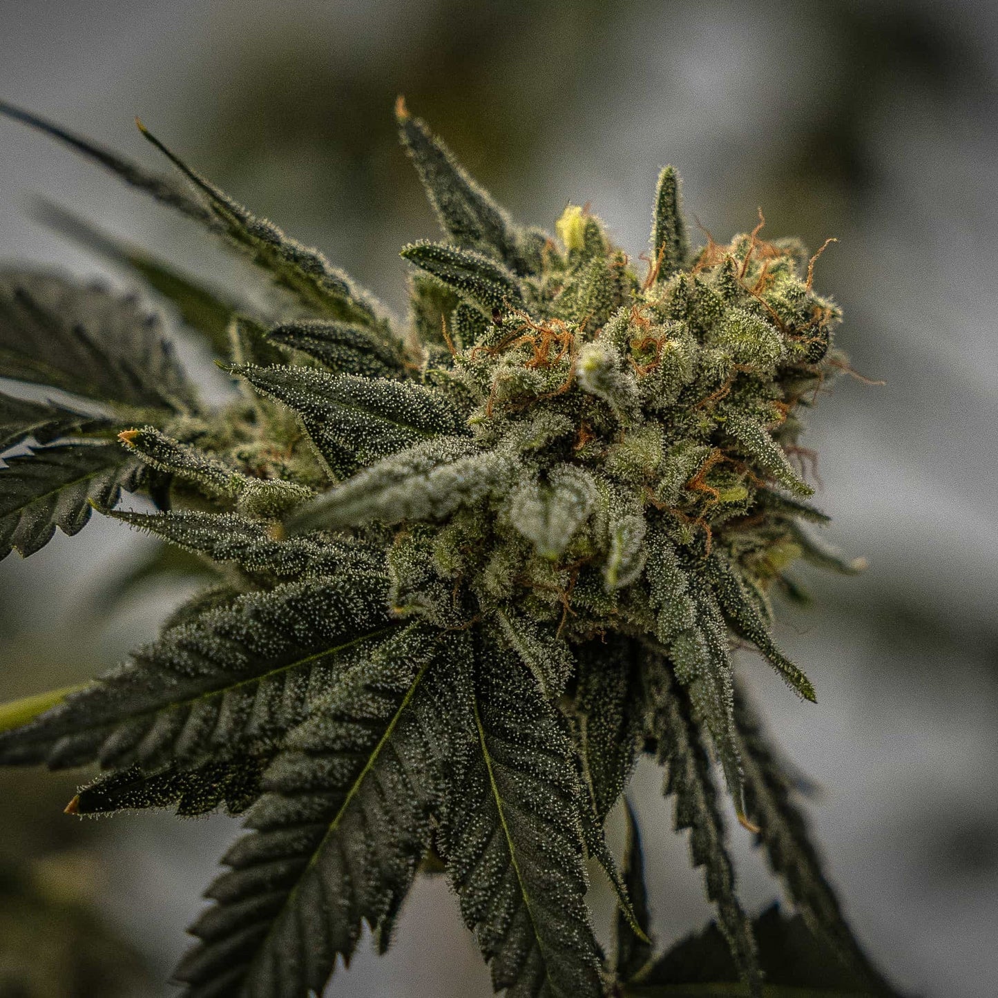 BERMUDA TRIANGLE SEEDLESS