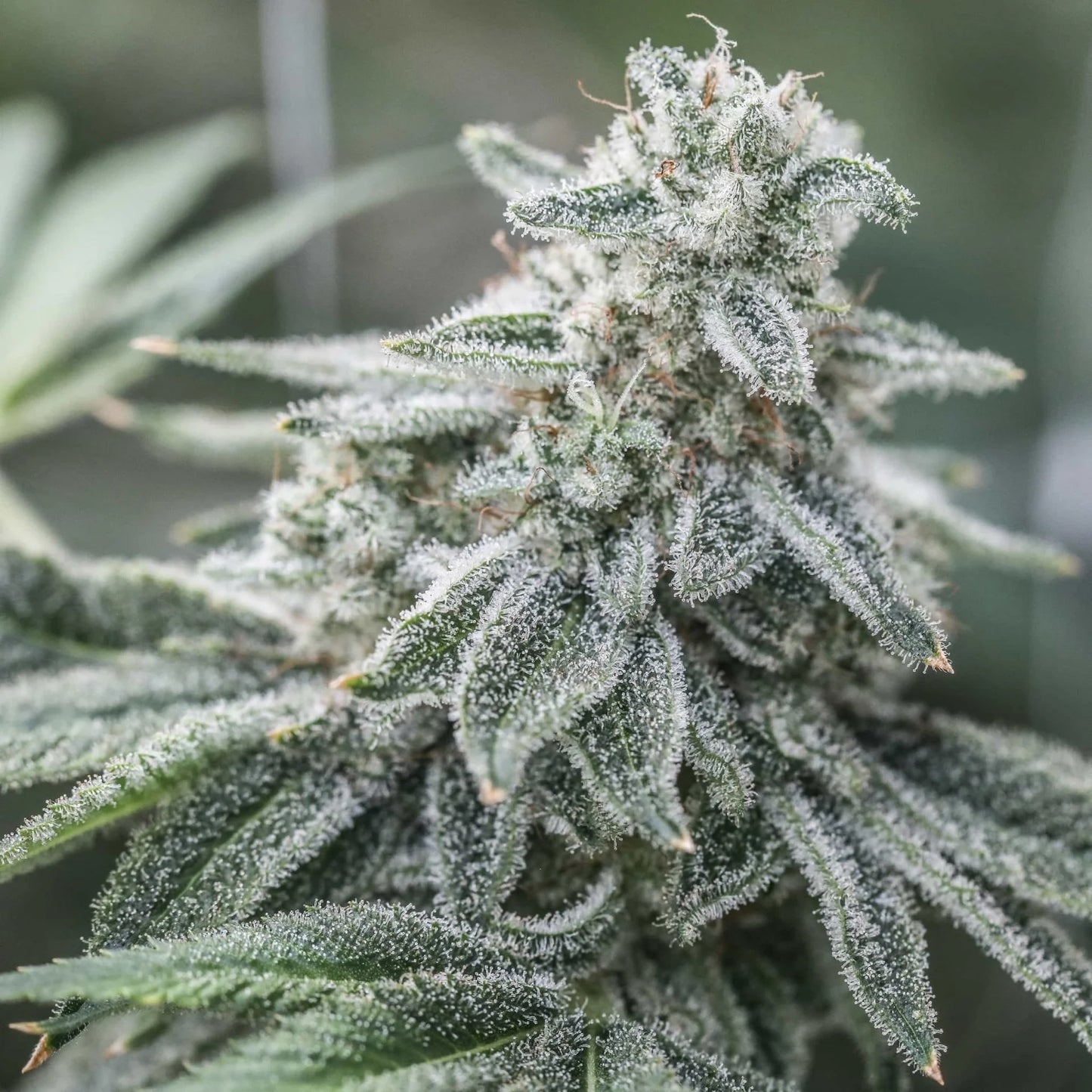 DOUBLE DURBAN THCV
