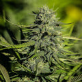 Hawaiian Haze