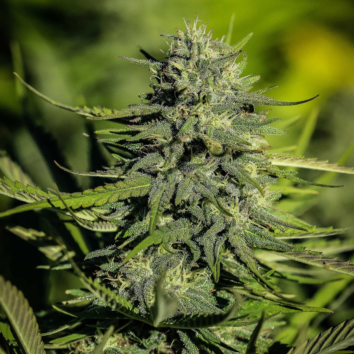 HAWAIIAN HAZE