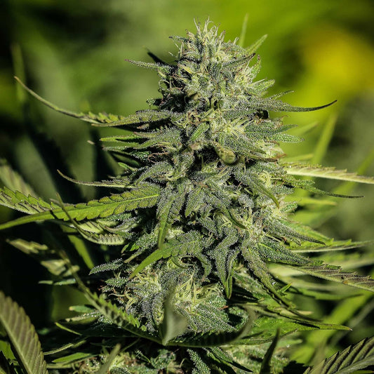 Hawaiian Haze