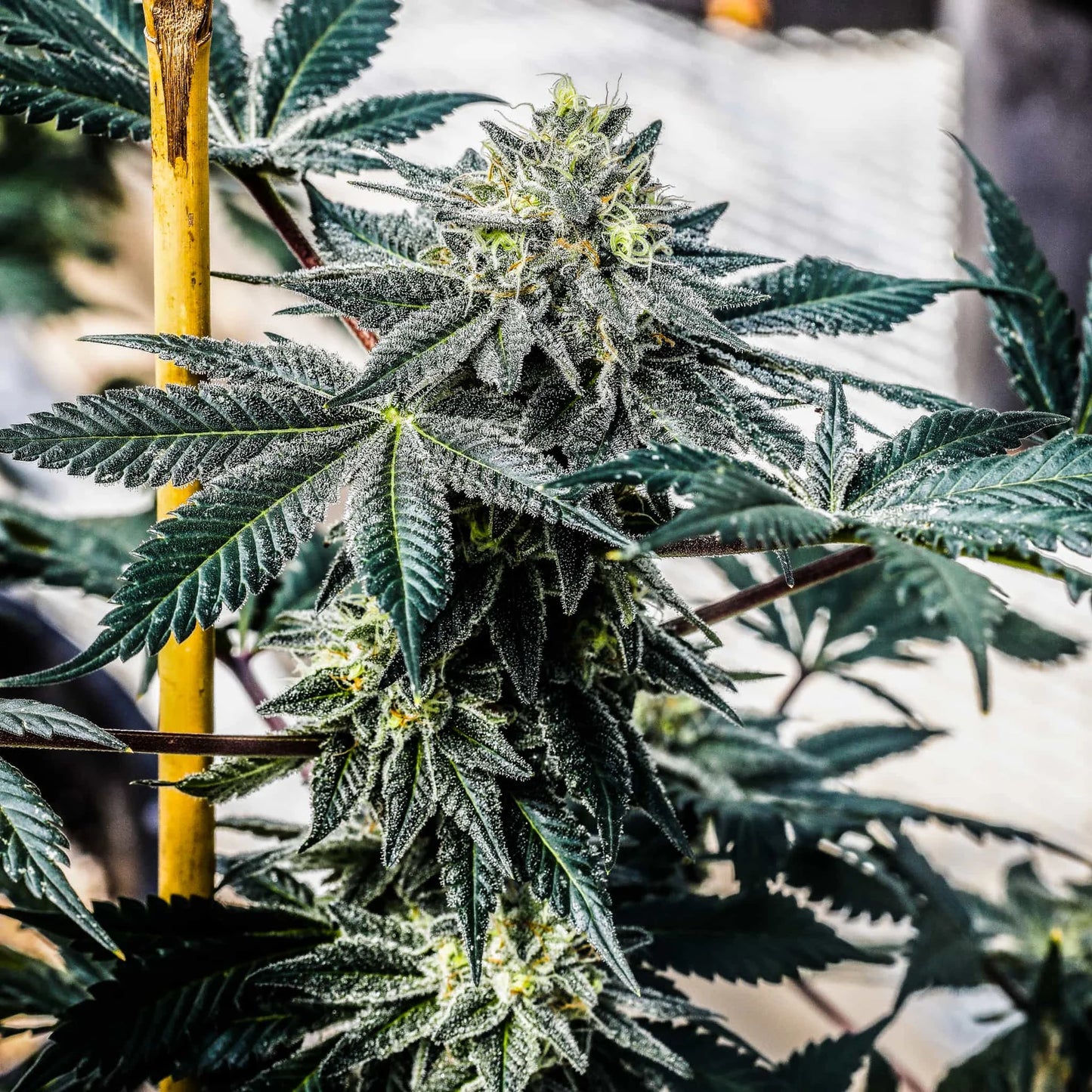 NOX COOKIES SEEDLESS