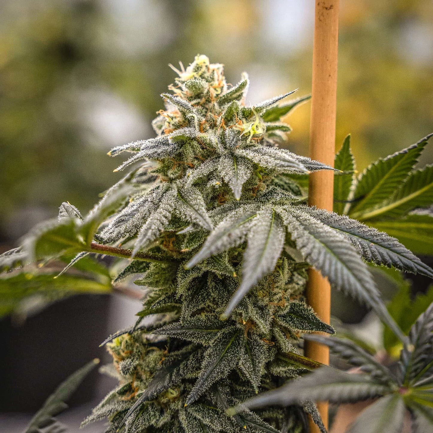 NOX COOKIES SEEDLESS