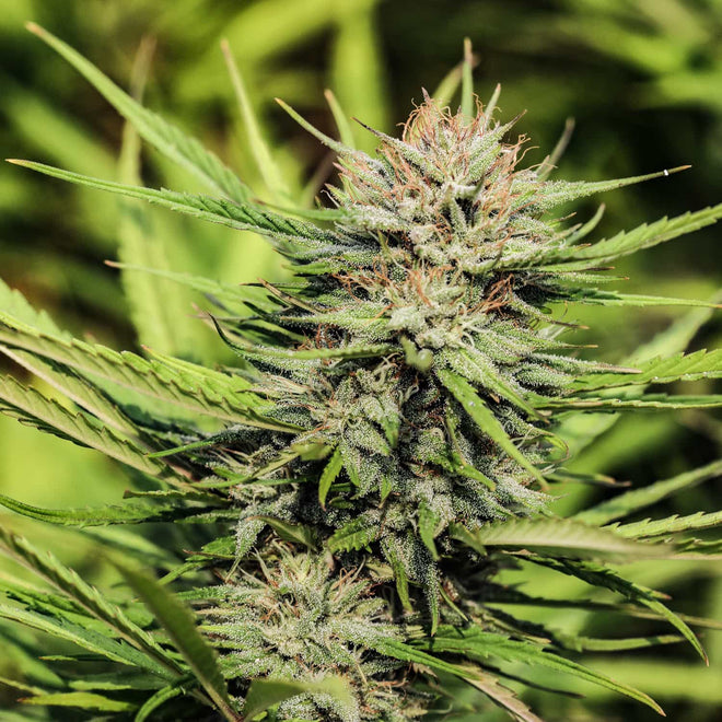 Pineberry