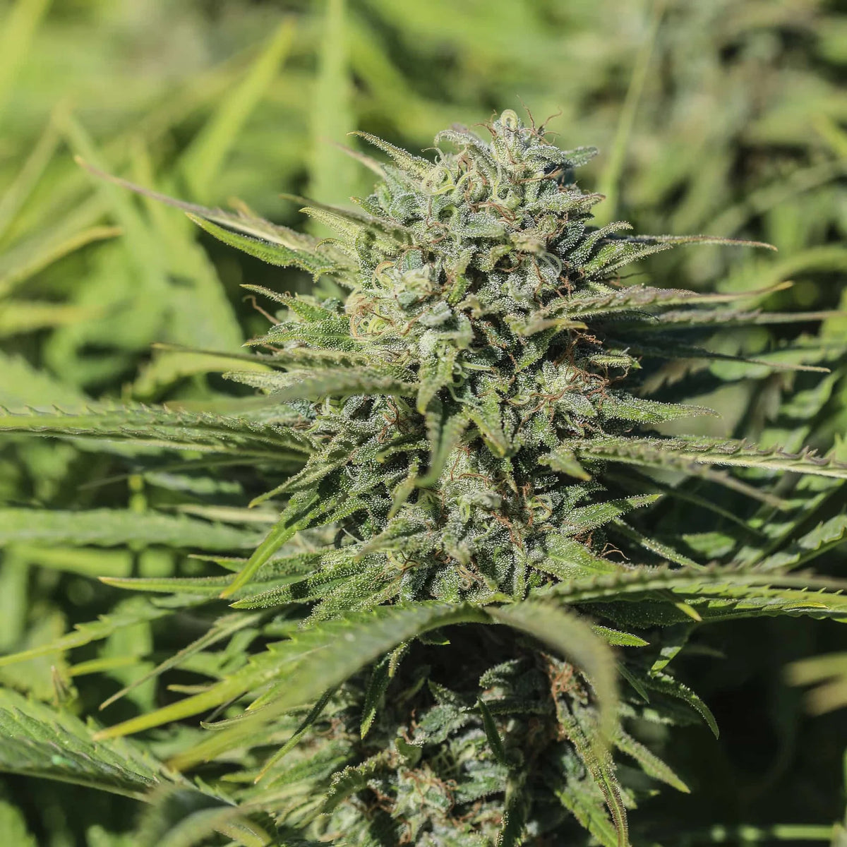 Skunkberry CBGV Seedless