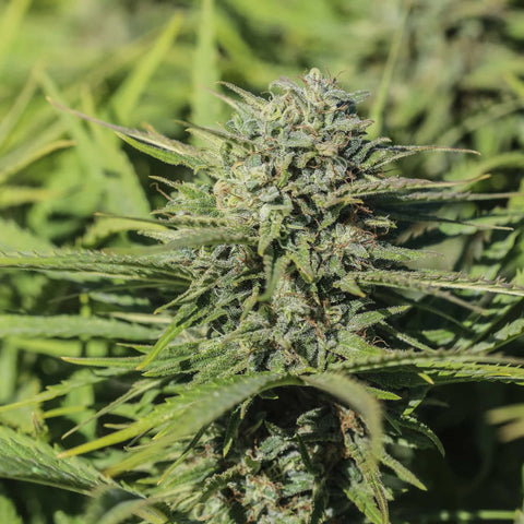 Skunkberry CBGV Seedless