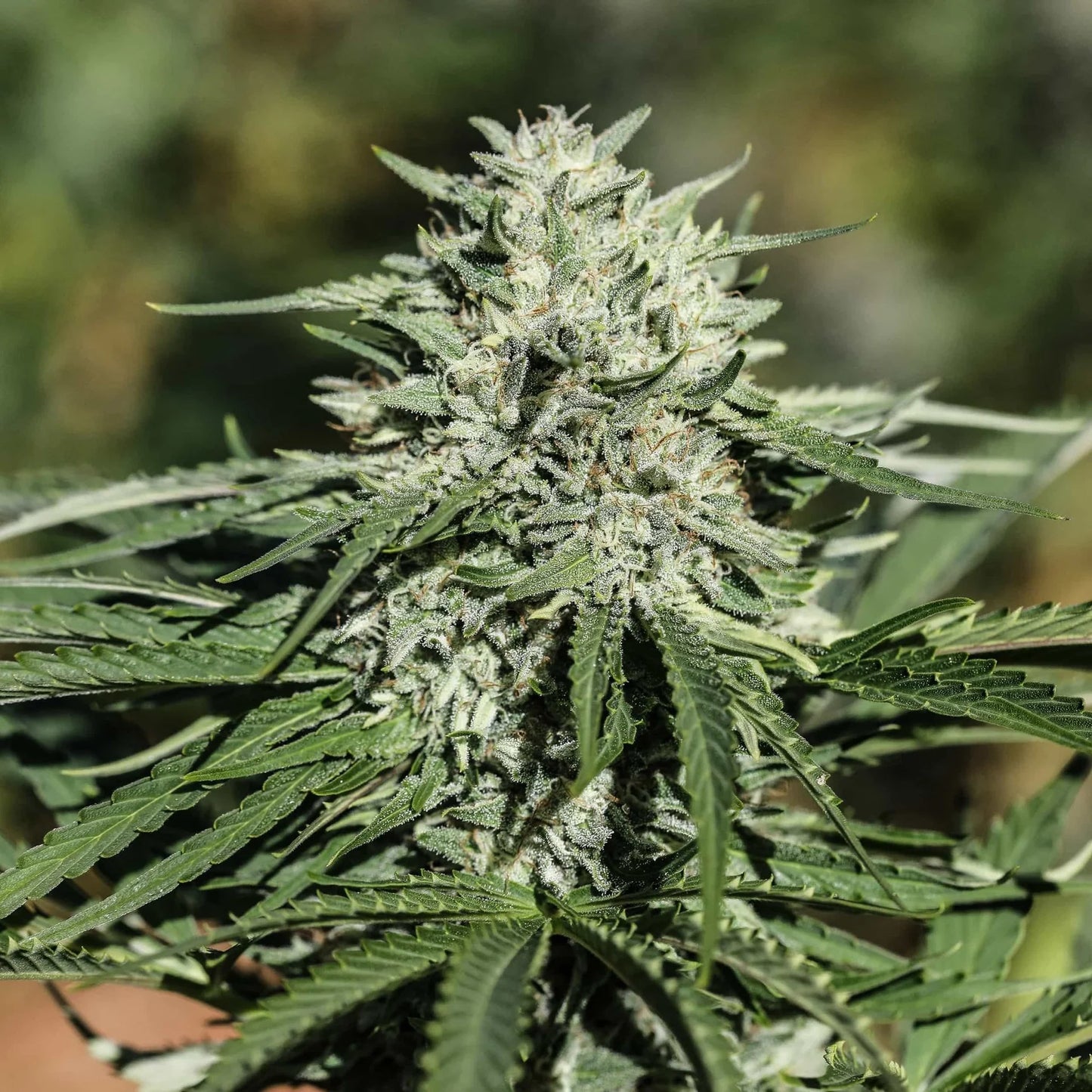 SOUR CHEM