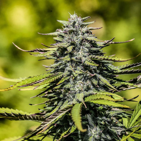 Sour Elektra