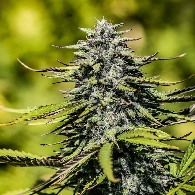 Sour Elektra