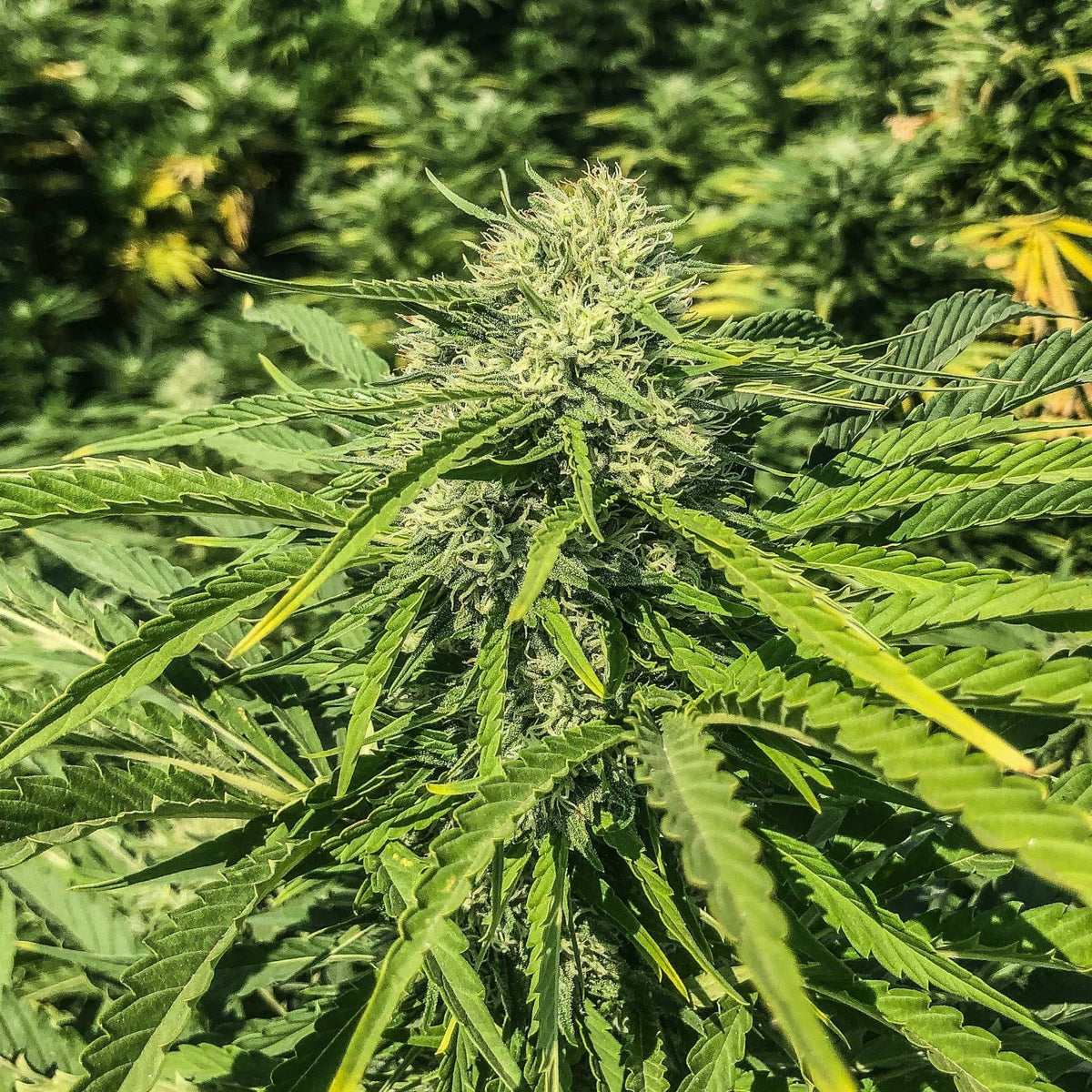 SOUR G CBG