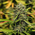 Sour Hawaiian Haze