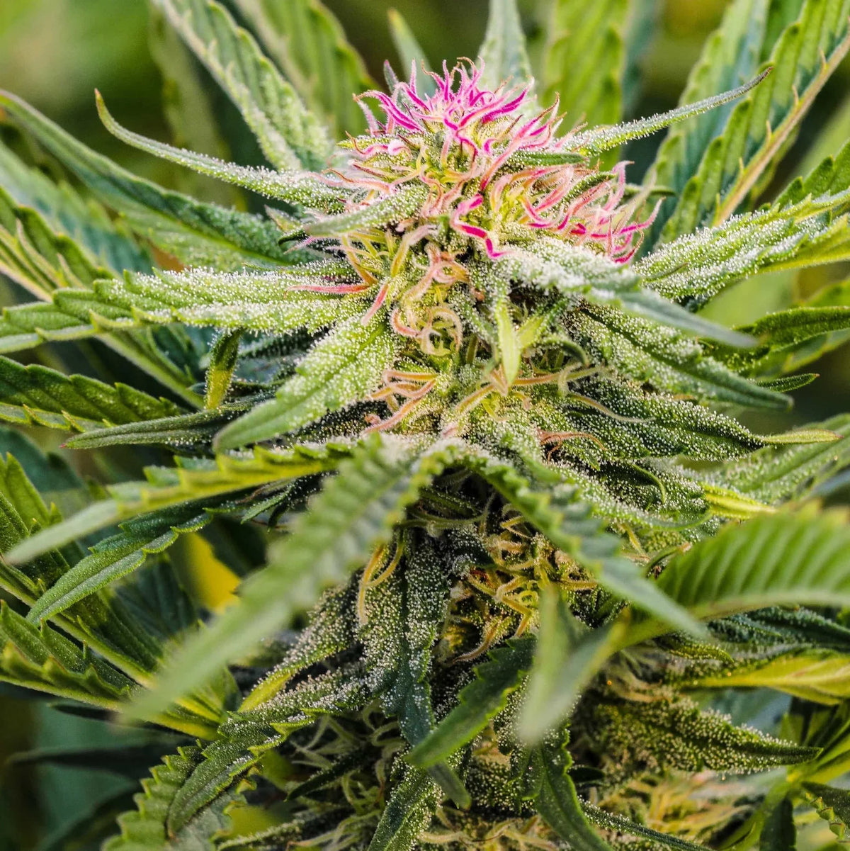 SOUR LIFTER