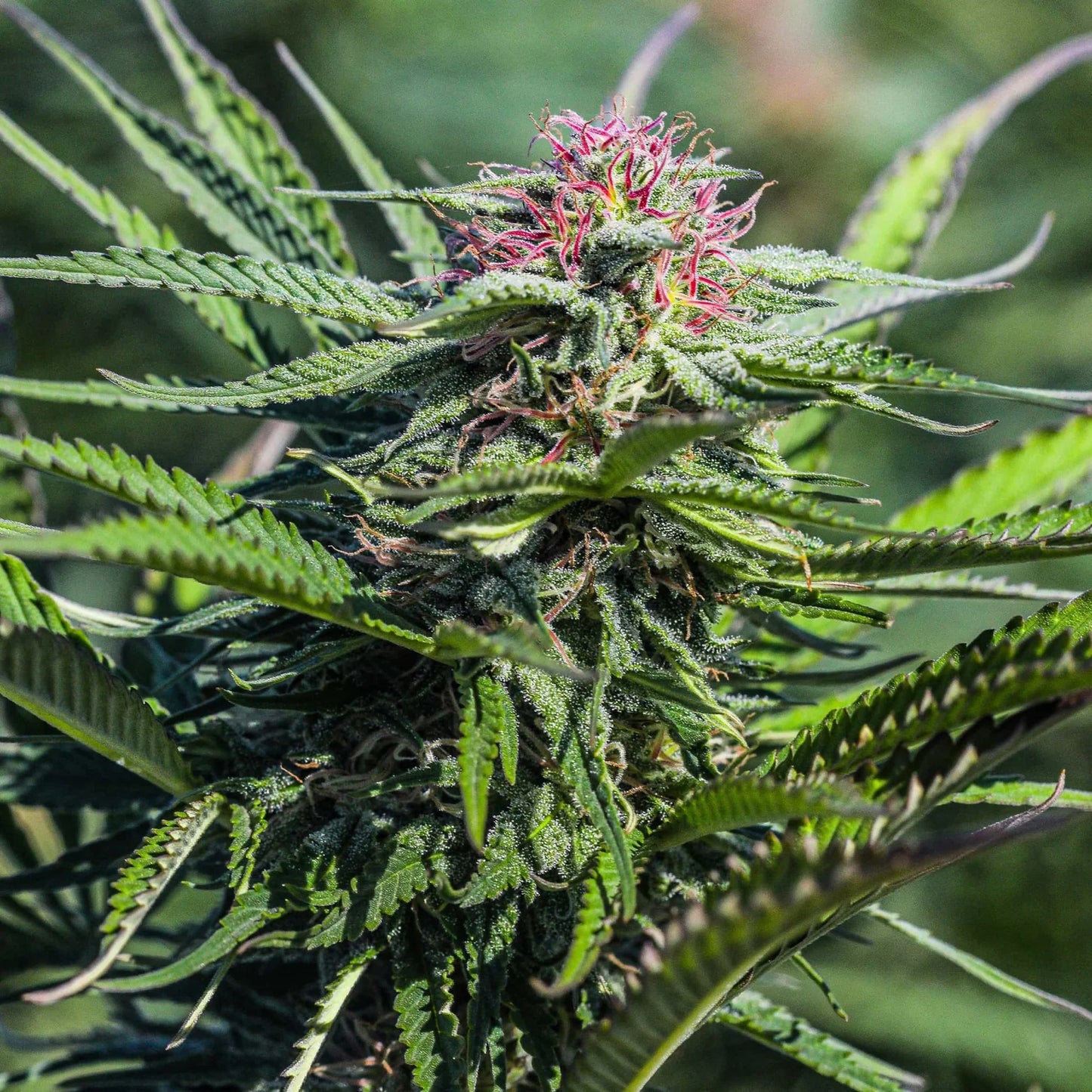 SOUR LIFTER SEEDLESS