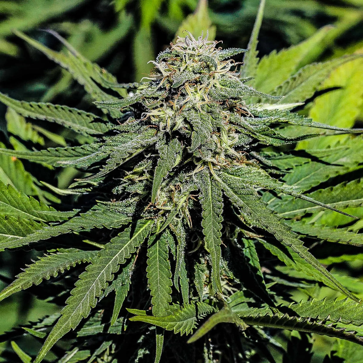 SOUR SUVER HAZE
