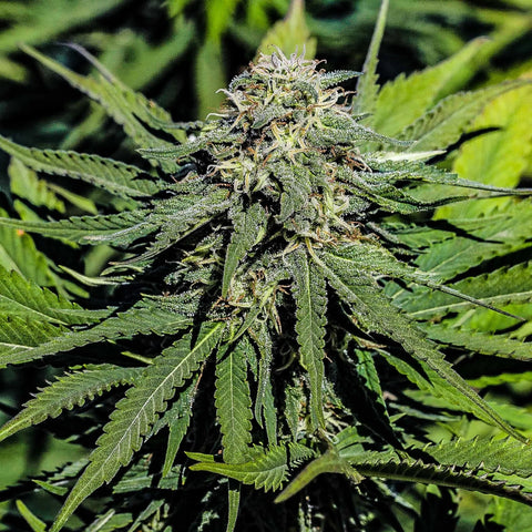 Sour Suver Haze