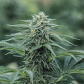 Sourest CBG Seedless