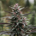 Spiked Pinecone Seedless