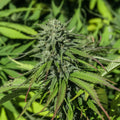 Tahitian Haze Seedless