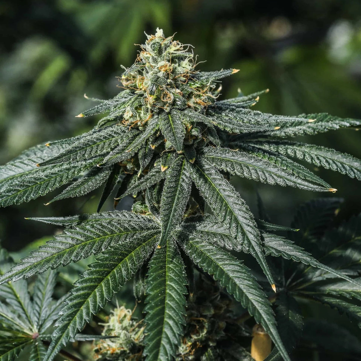 TERP POISON