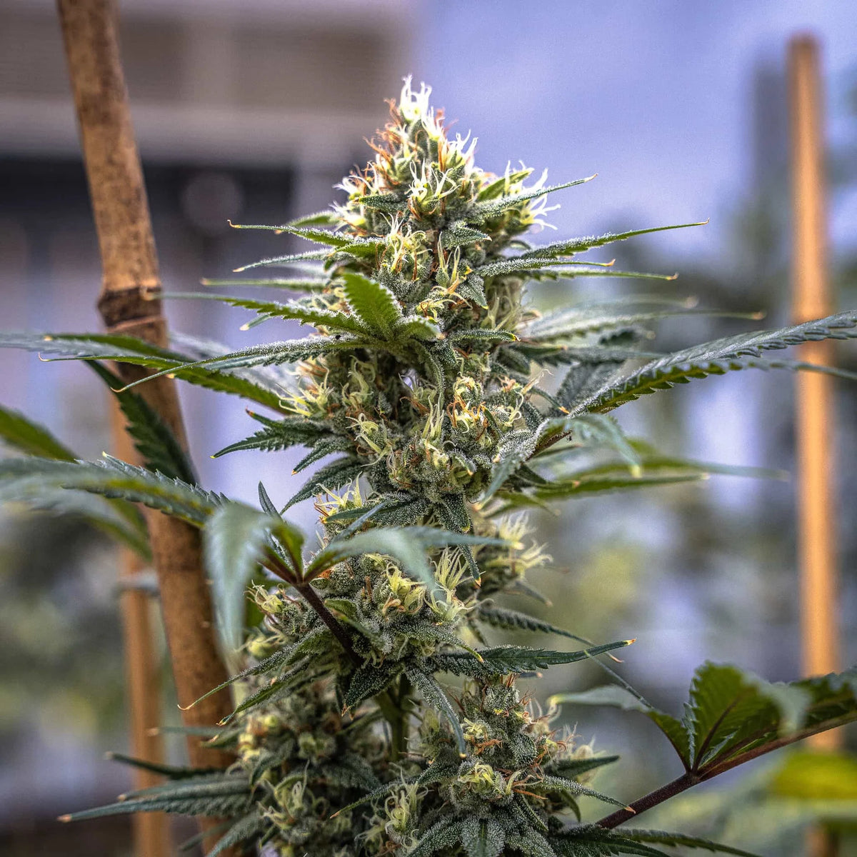 TERP POISON