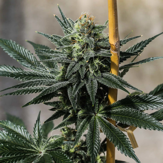 TERP POISON SEEDLESS