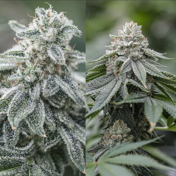 THCV SEED DUO PACK