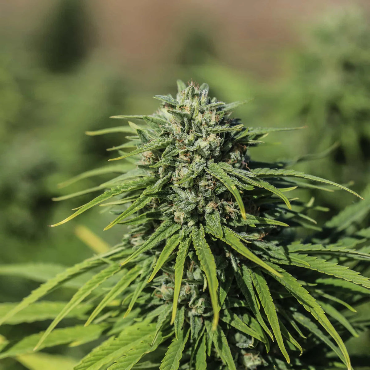 Triangle Kush CBGV Seedless