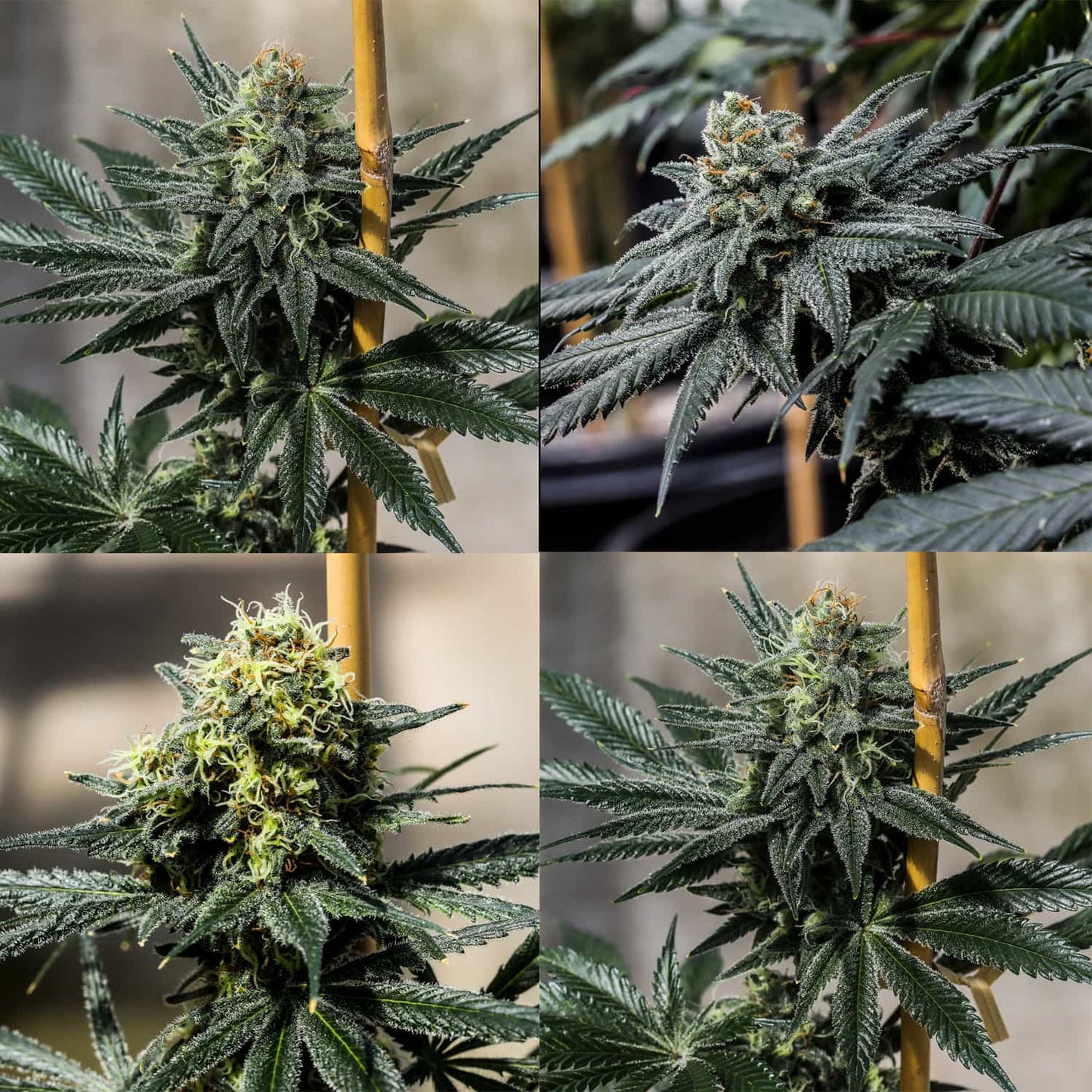 TRIPLOID THC SAMPLER