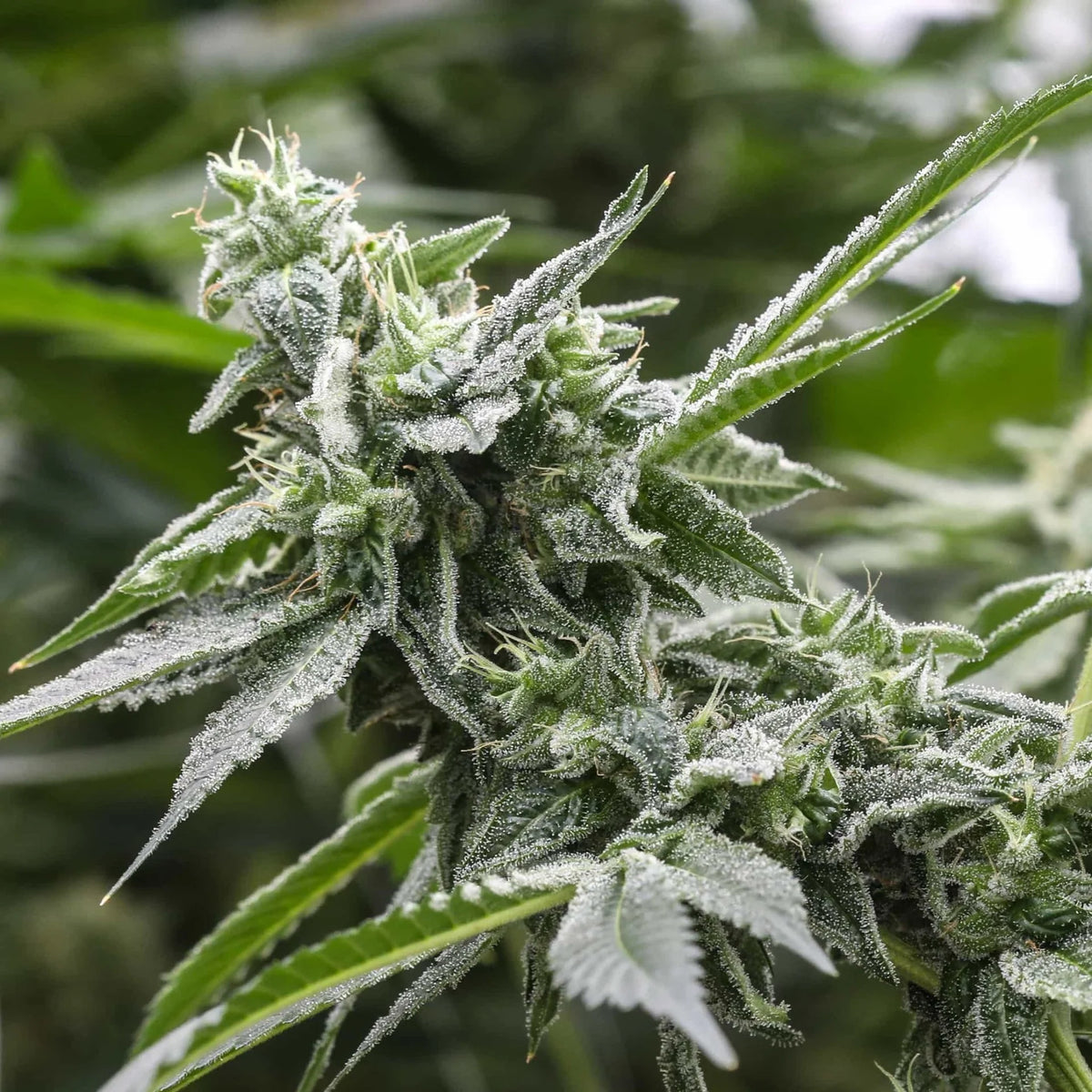 TROPICOLADA 4V SEEDLESS