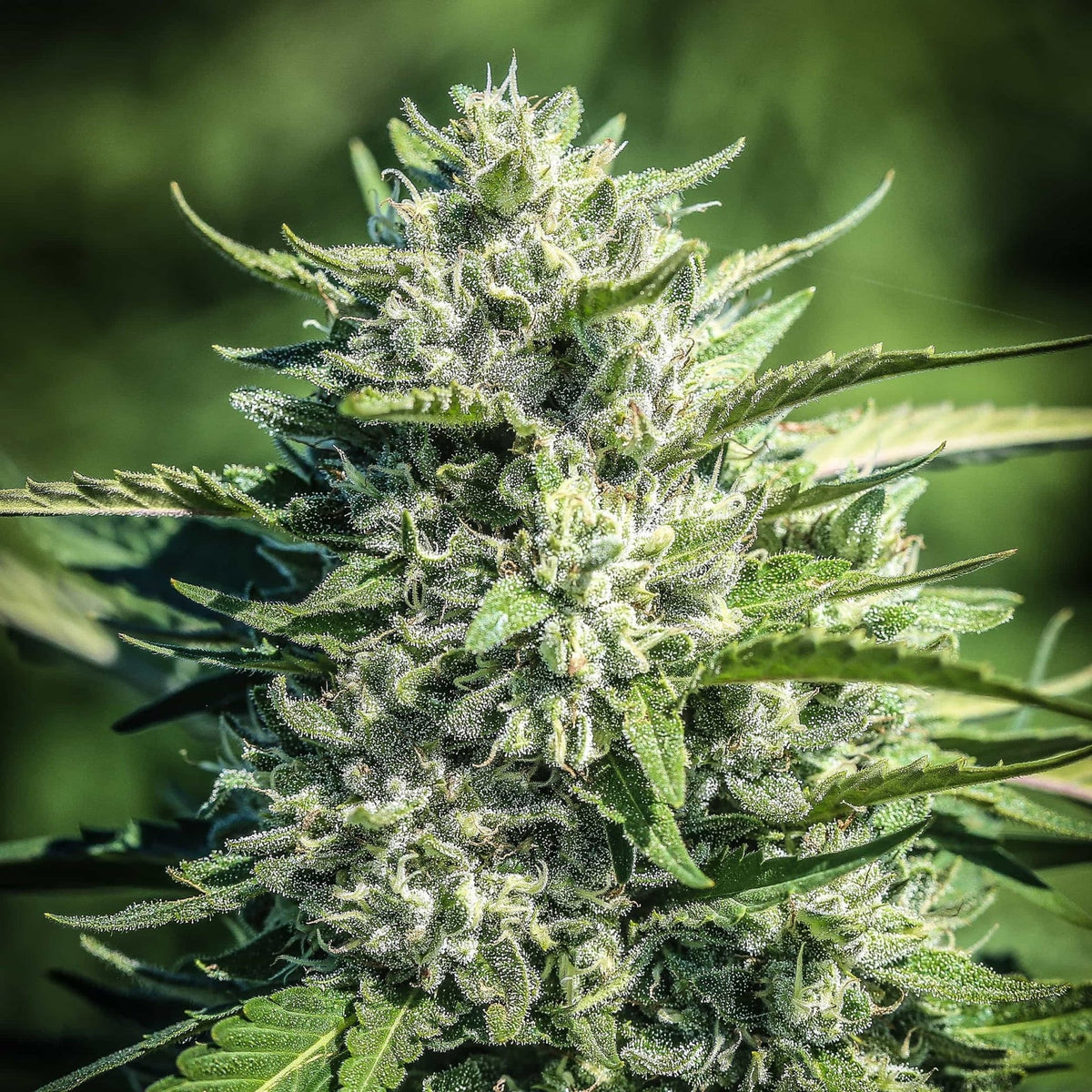 WHITE CBG