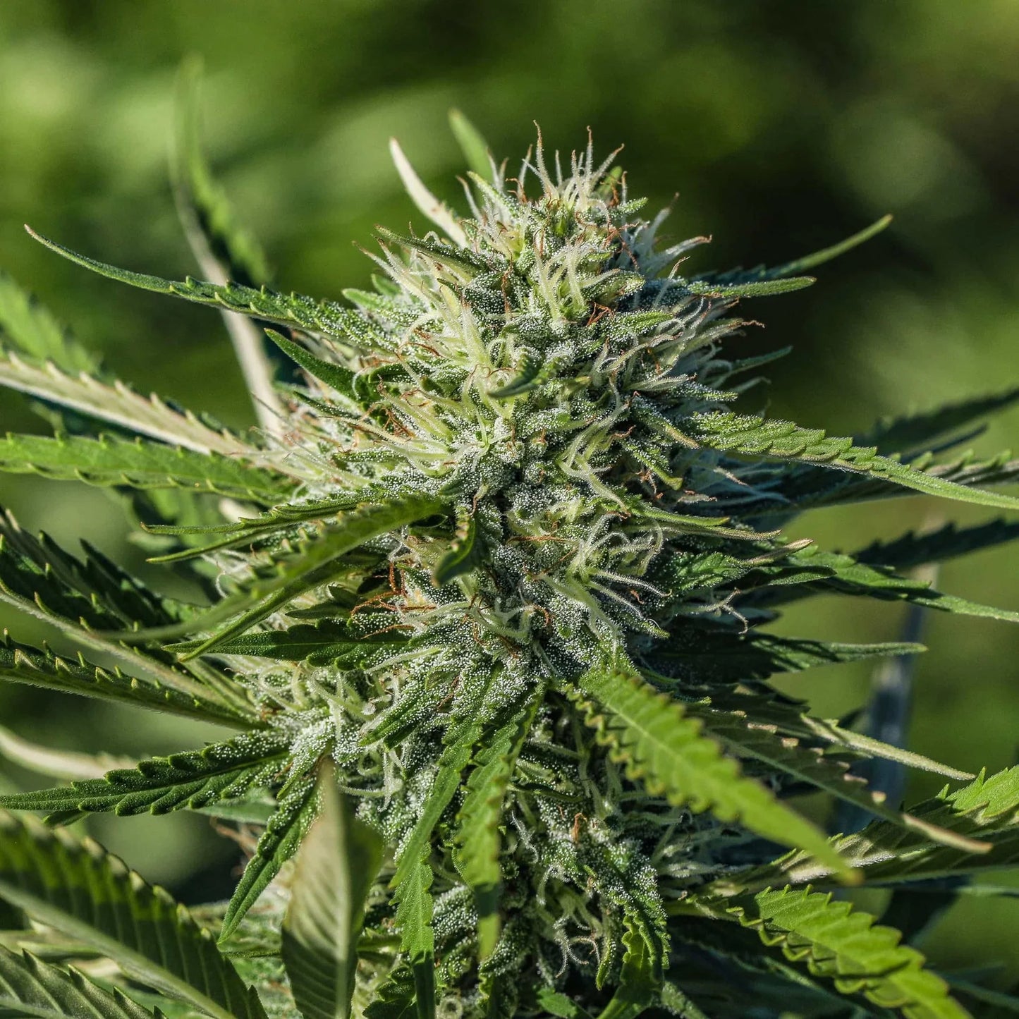 WHITE CBG SEEDLESS