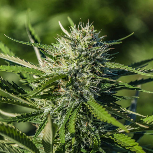 WHITE CBG SEEDLESS